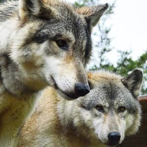 Meet your Posher, Roseanne